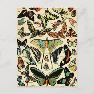 Adolphe Millot Papillons Postcard
