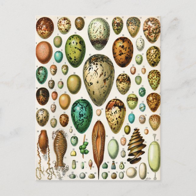 Adolphe Millot Vintage French Bird Eggs Postcard (Front)