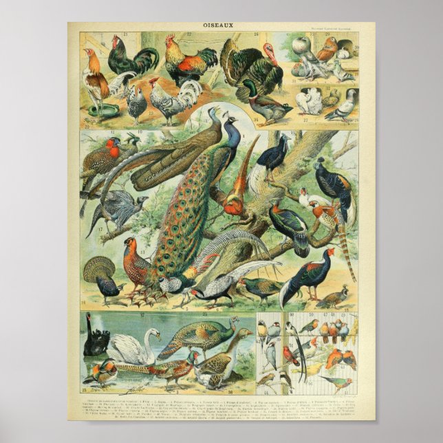 Adolphe Millot's Birds Illustrations Poster (Front)