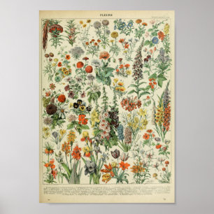 Adolphe Philippe Millot Fleurs Poster