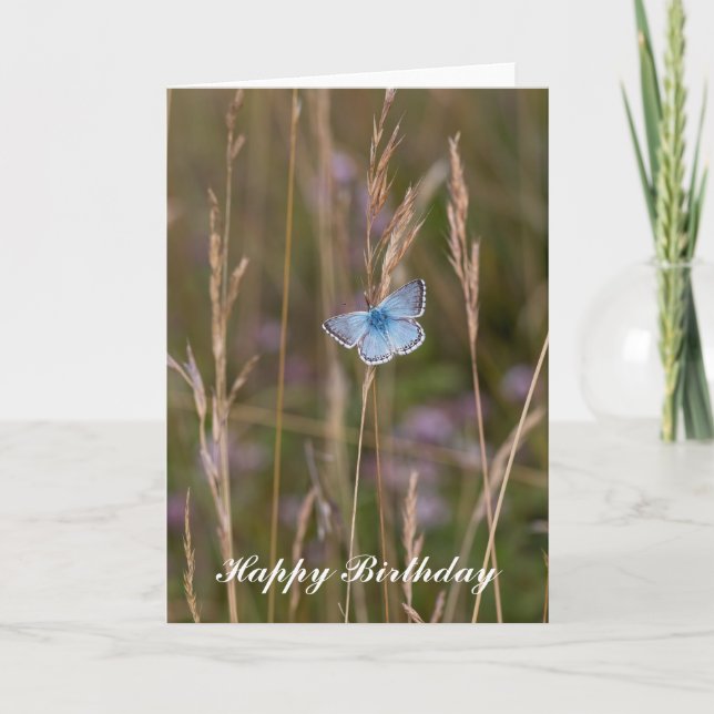 Adonis Blue Butterflies - Birthday Greeting Card (Front)