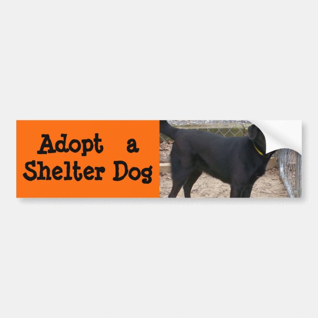Adopt a Dog Bumper Sticker (Front)