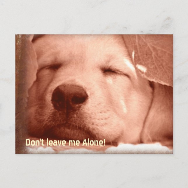 Adopt a Dog Postcard (Front)