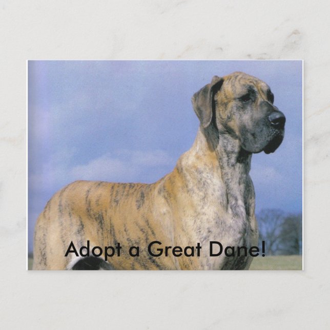 Adopt a Great Dane! postcard (Front)