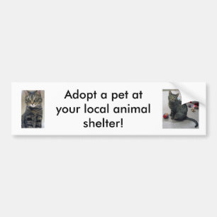 Adopt a Pet Bumper Sticker