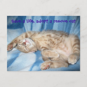 Adopt a rescue cat Postcard