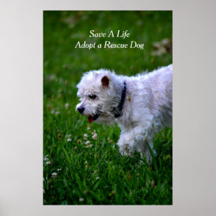 Adopt a rescue dog poster/poodle poster