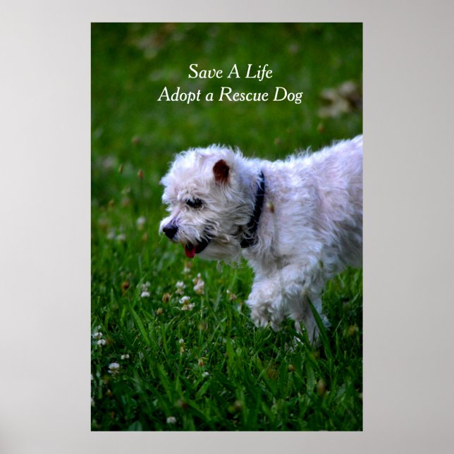 Adopt a rescue dog poster/poodle poster (Front)
