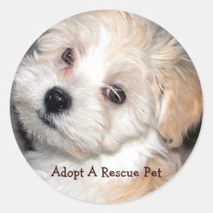 Adopt A Rescue Pet Classic Round Sticker