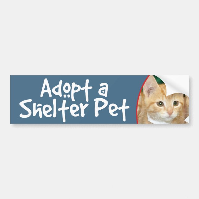 Adopt a Shelter Pet Orange Tabby Kitten Bumper Sticker (Front)
