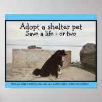 Adopt a Shelter Pet