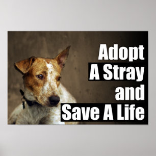 Adopt A Stray Poster