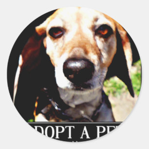 Adopt apet,We need love too_ Classic Round Sticker