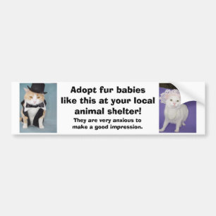 Adopt fur babies like this at your local shelter. bumper sticker