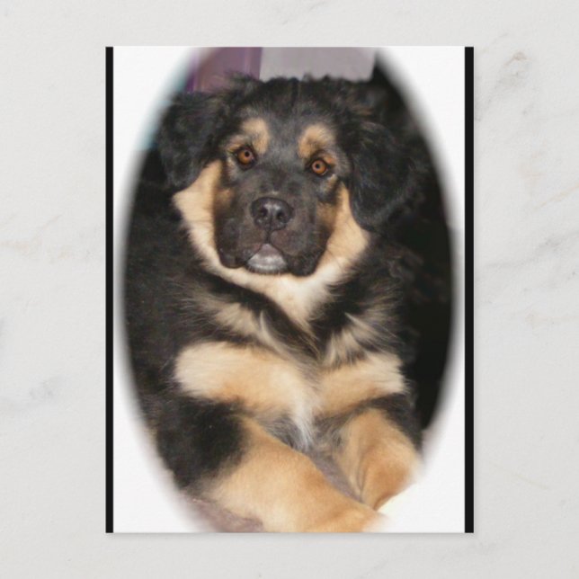adoptable_GSD_mix Postcards (Front)