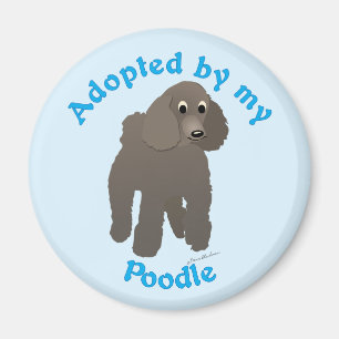 Adopted by my Poodle Magnet