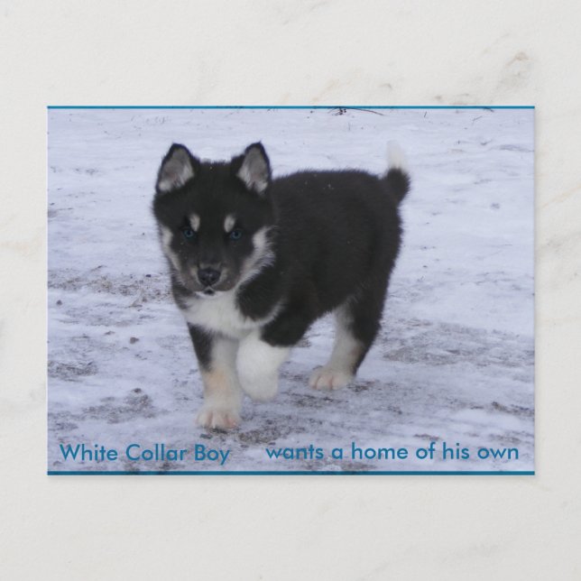 Adopted Dogs Postcard (Front)