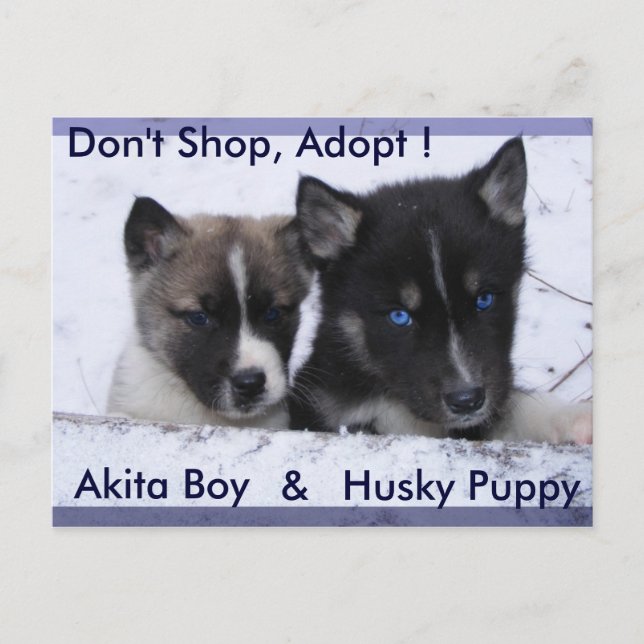 Adopted Dogs Postcard (Front)