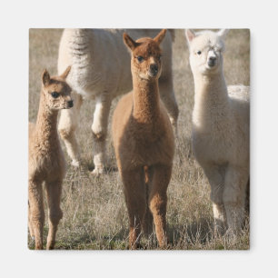 Adorable Alpacas Magnet