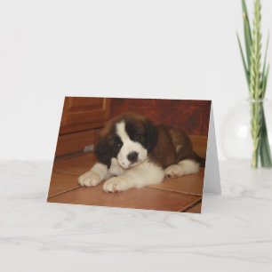 Adorable and Sweet St. Bernard Puppy Card