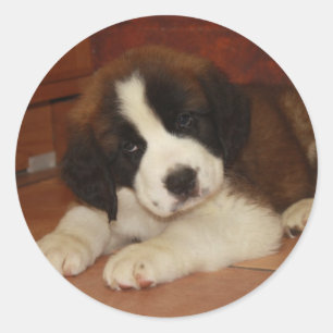 Adorable and Sweet St. Bernard Puppy Classic Round Sticker