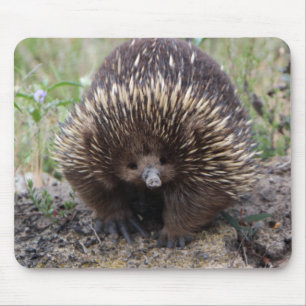 Adorable Australian Echidna Mouse Mat