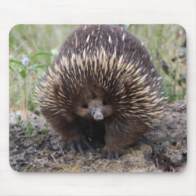 Adorable Australian Echidna Mouse Mat (Front)