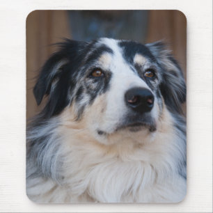 Adorable Australian Shepherd Mix Close-Up Photo Mouse Mat