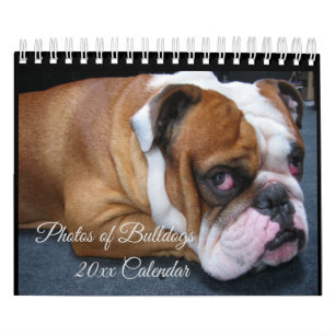 Adorable Baby & Adult English Bulldogs Calendar