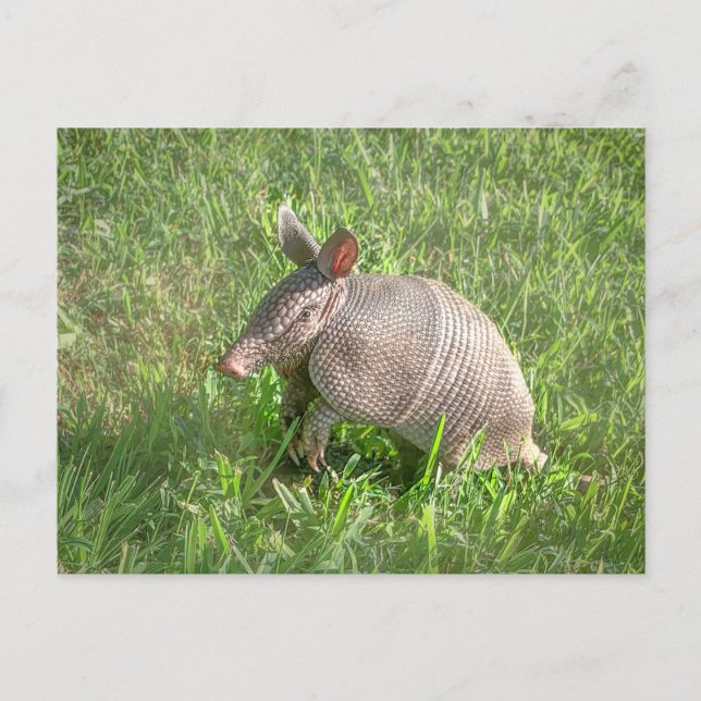 Adorable Baby Armadillo Postcard (Front)