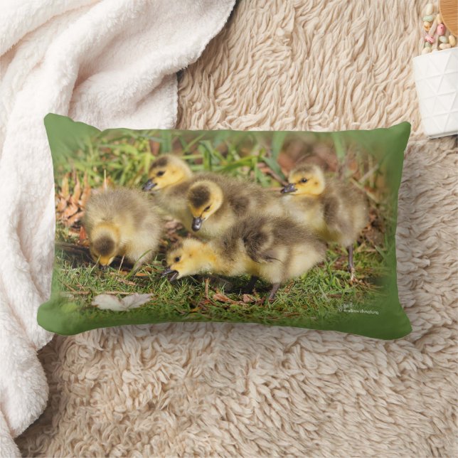 Adorable Baby Canada Geese on the Grass Lumbar Cushion (Blanket)