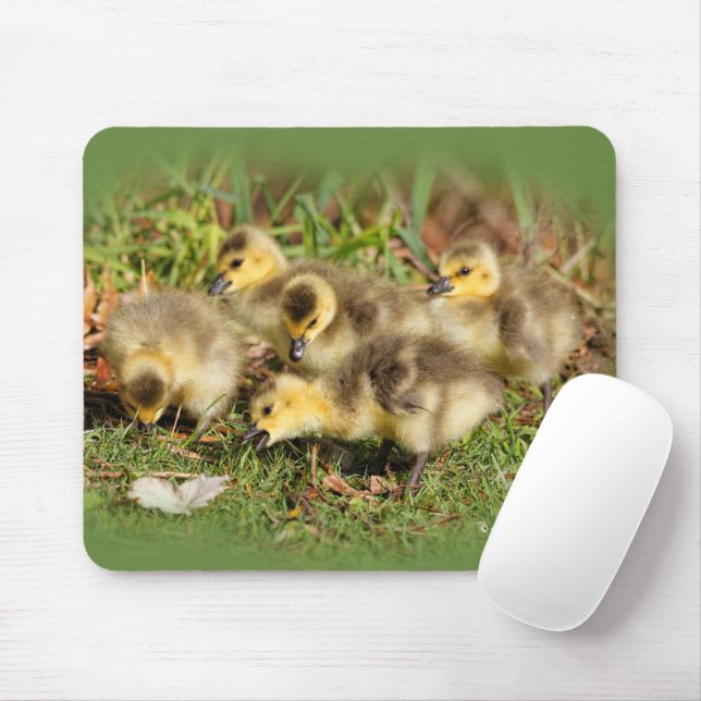 Adorable Baby Canada Geese on the Grass Mouse Mat (With Mouse)