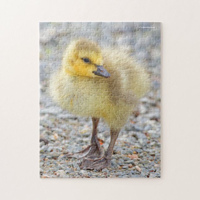 Adorable Baby Canada Goose on the Gravel Jigsaw Puzzle (Vertical)