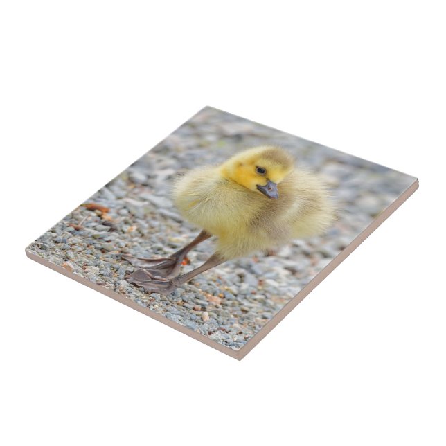 Adorable Baby Canada Goose on the Gravel Tile (Side)
