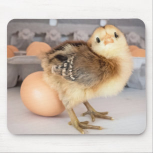 Adorable Baby Chicken and Fresh Egg Carton Mouse Mat