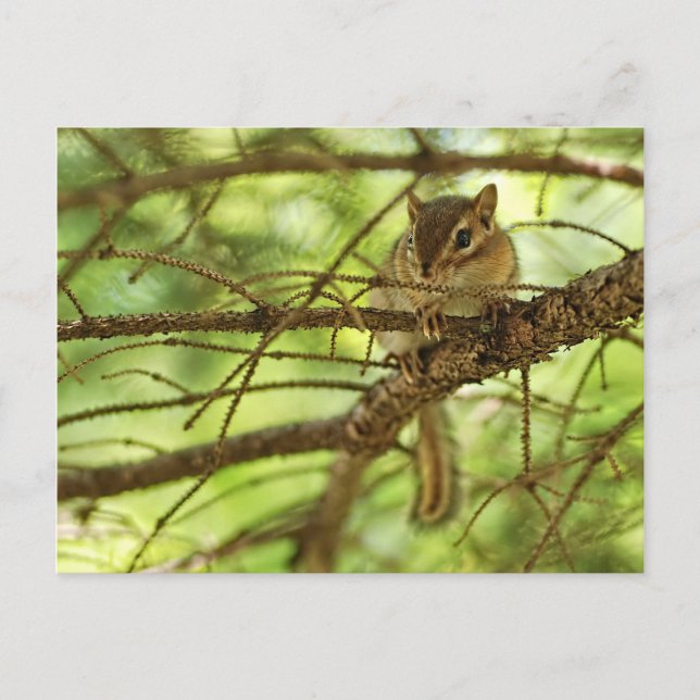 Adorable Baby Chipmunk Hiding in a Pine Tree Postcard (Front)
