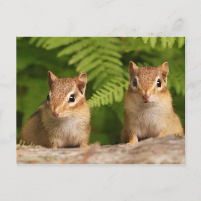 Adorable Baby Chipmunk Siblings Postcard (Front)