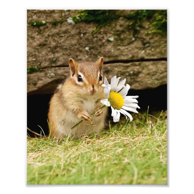Adorable Baby Chipmunk with Daisy Photo Print (Front)