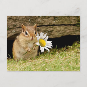 Adorable Baby Chipmunk with Daisy Postcard