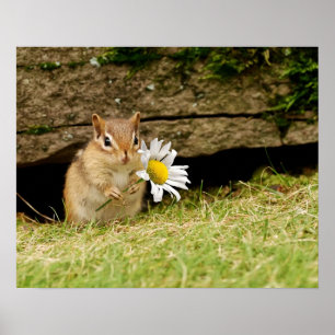 Adorable Baby Chipmunk with Daisy Poster