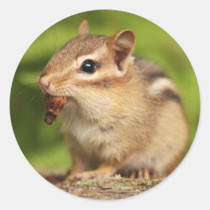 Adorable Baby Chipmunk with Snack Classic Round Sticker