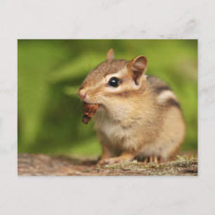 Adorable Baby Chipmunk with Snack Postcard