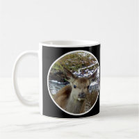 Adorable Baby Deer Photography – Charming Woodland