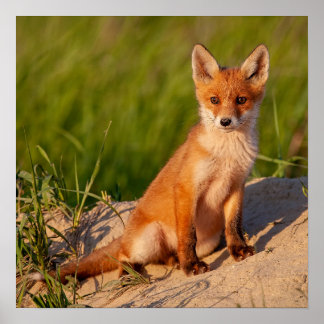 Adorable Baby Fox Wildlife Photograph  Poster