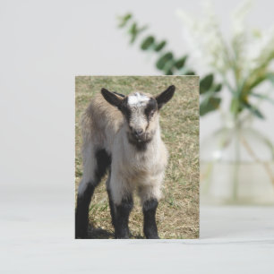 Adorable Baby Goat Postcard