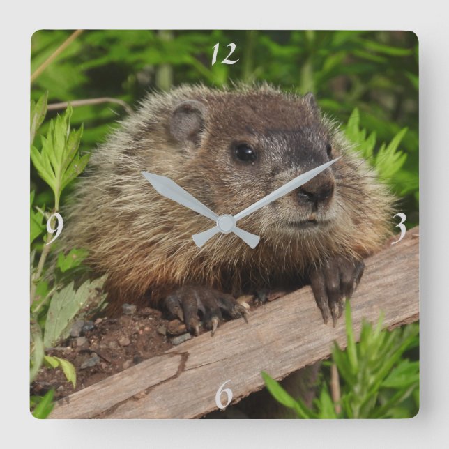 Adorable Baby Groundhog, Woodchuck Square Wall Clock (Front)