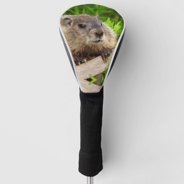 Adorable baby Groundhog / woodchuck Up Close Golf Head Cover (Front)