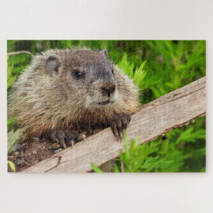 Adorable baby Groundhog / woodchuck Up Close Jigsaw Puzzle