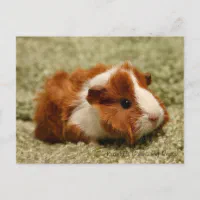 Adorable baby hot sale guinea pigs