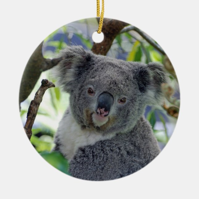 Adorable baby koala Christmas ornament (Front)